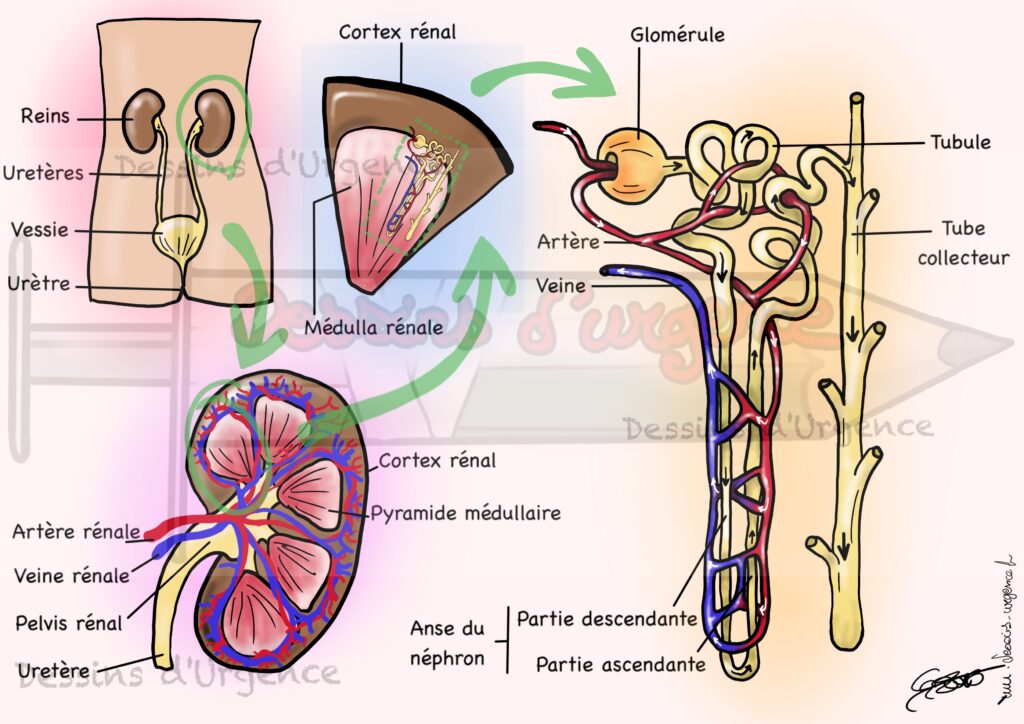 Anatomie du rein