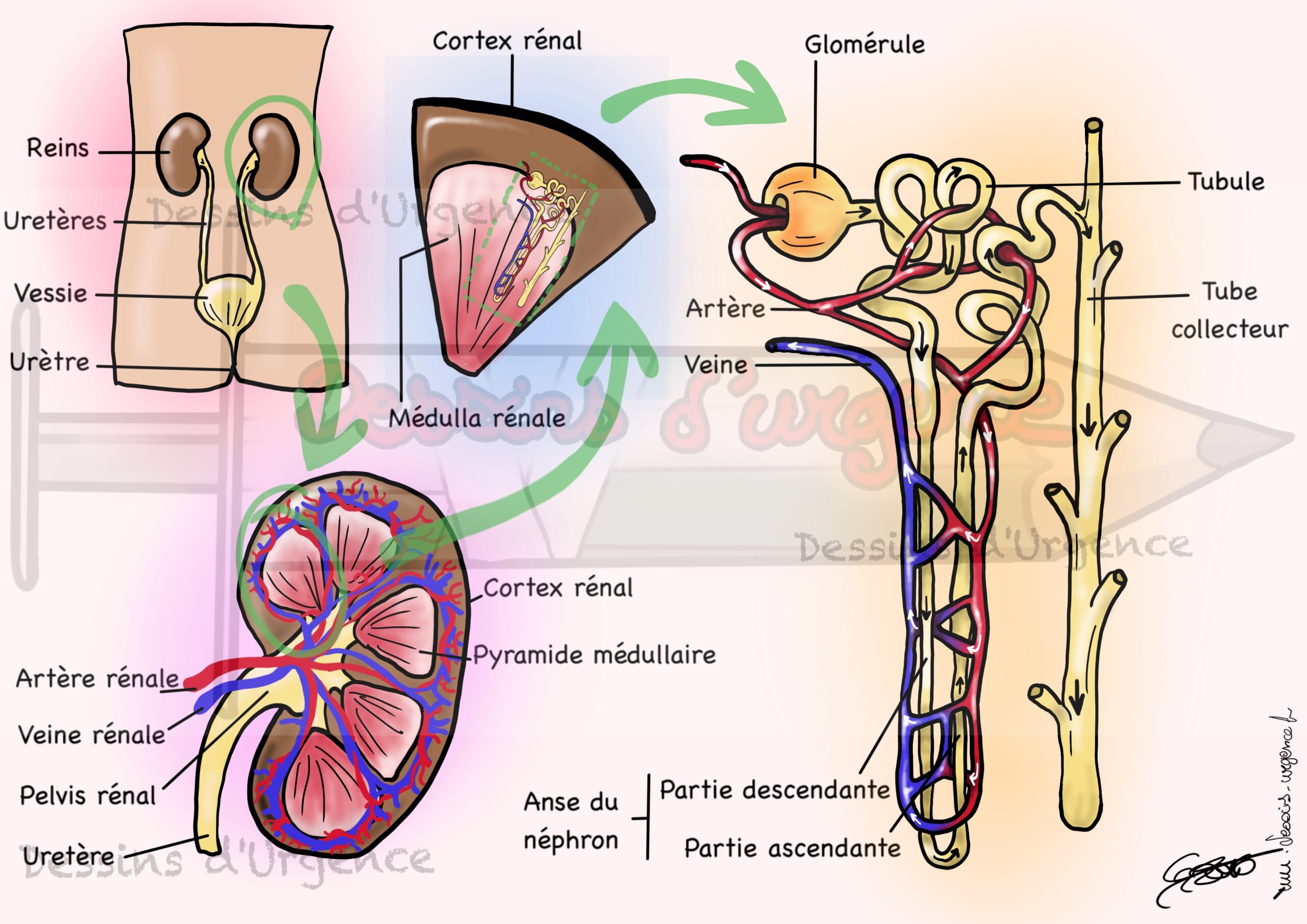 Anatomie du rein